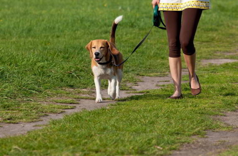 O czym pamiętać wybierając się na spacer z psem?