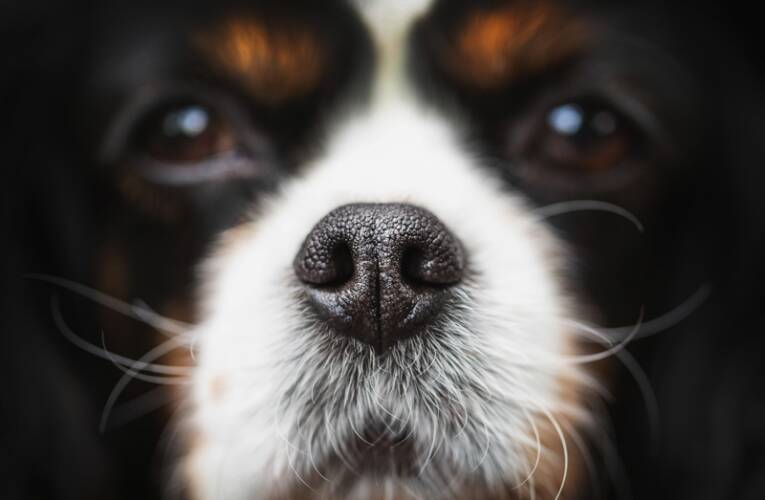 5 rzeczy, jakie należy wiedzieć o nosówce u psów