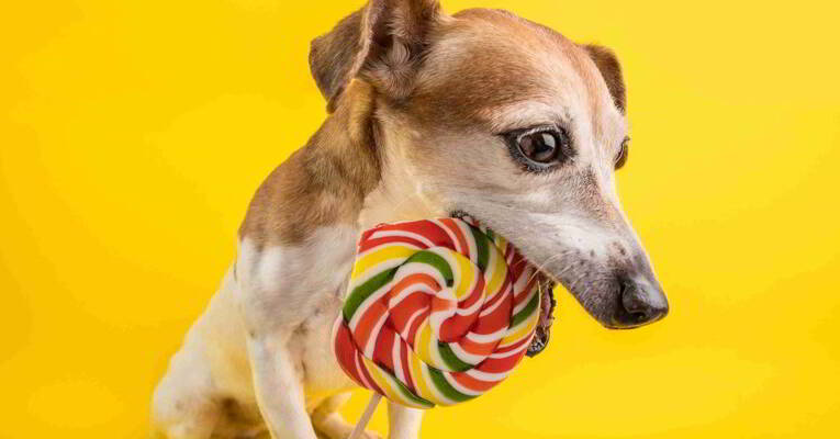 Czy spożywanie słodyczy stanowi zagrożenie dla Twojego psa?